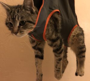 Pet Pita Pet Care Tip