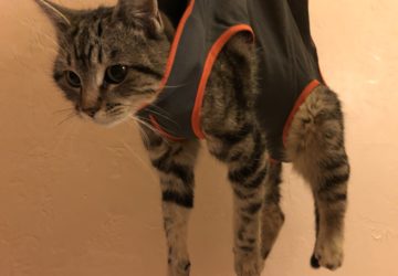 Pet Pita Pet Care Tip