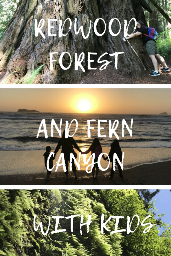REDWOOD FOREST AND FERN CANYON Pinterest